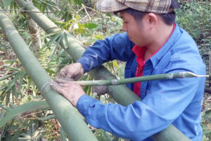 Yên Lập: Bảo tồn và phát triển cây măng Gầy Trung Sơn